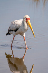 a Yellow-billed stork in Nakuru National Park