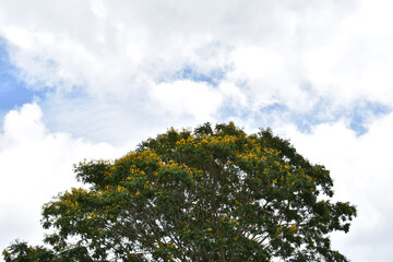 Gelber Flammenbaum auf Mauritius, Baumkrone