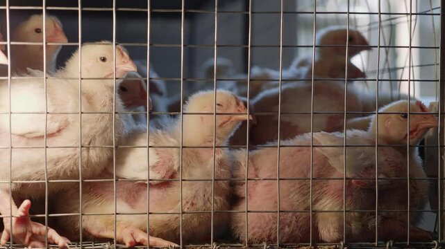 Small baby chick brooder huddle with heat lamp keeps chicks warm on organic poultry farm.Little chickens on a broiler chicken farm.