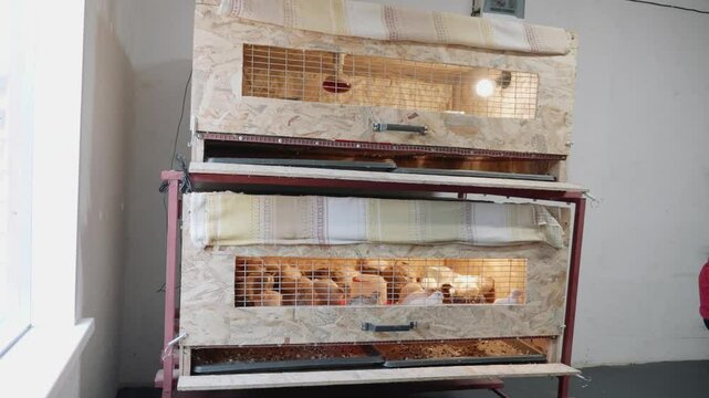 Small baby chick brooder huddle with heat lamp keeps chicks warm on organic poultry farm.Little chickens on a broiler chicken farm.