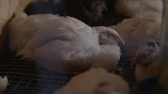 Small baby chick brooder huddle with heat lamp keeps chicks warm on organic poultry farm.Little chickens on a broiler chicken farm.