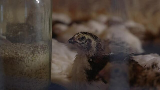 Small baby chick brooder huddle with heat lamp keeps chicks warm on organic poultry farm.Little chickens on a broiler chicken farm.