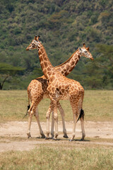Two giraffes close together.