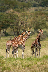 Both giraffes look in one direction at the same time, and the other giraffe looks into the camera