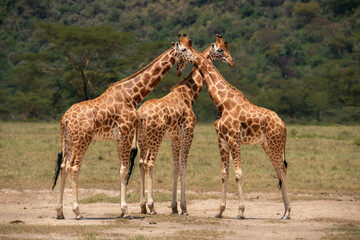 Three giraffes close together.