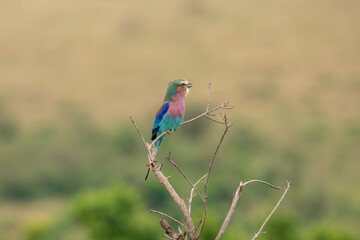 A purple-breasted Buddhist monk standing on a tree branch, Masai Mara National Park