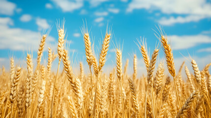 Fototapeta premium Golden Wheat Field Under Sunny Blue Sky, Ripe Harvest