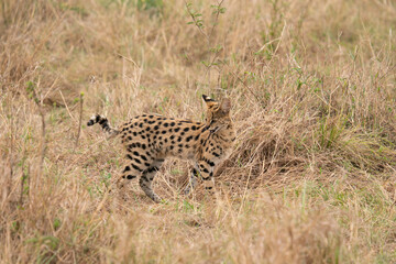 a Leptailurus serval in Masai Mara