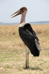 A bald stork stands on the lawn of the Masai Mara National Park