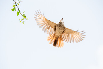 Rufous-tailed Weaver Spread wings.