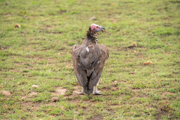 A vulture stands on the lawn of the Masai Mara National Park