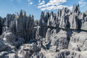 Tsingy de Bemaraha. Grey stones sharp as needles with blue sky in the background. Reserva natural de Tsingy de Bemaraha, Madagascar. National park Tsingy. Bekopaka. UNESCO.