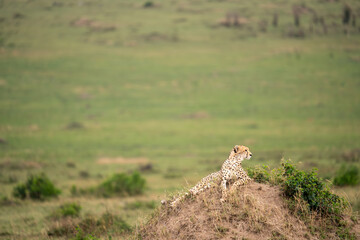 Cheetahs in the Grasslands