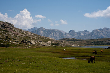 View of Lac de Nino with cows in the foreground and mountains in the background. Corsica, France, Europe. 