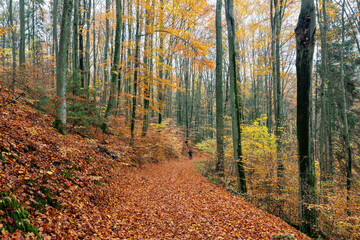 Jesień w bukowym lesie na Warmii.