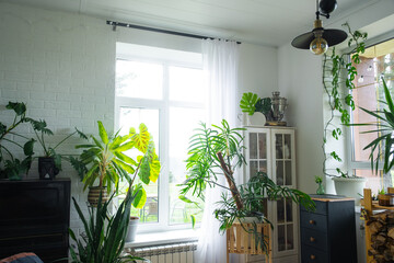 Large potted house plants near a large window in the interior of the living room of the house