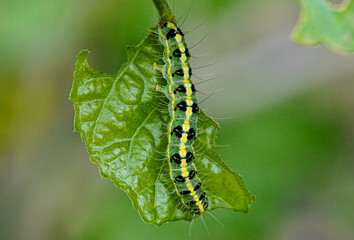 caterpillar on leaf