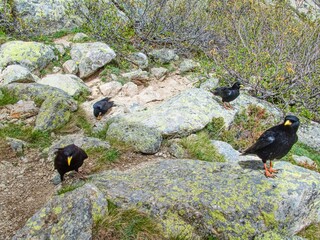 black raven on a rock