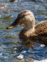 A duck is swimming in a body of water