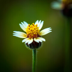 Obraz premium flower plant flora illustration fake, photo art