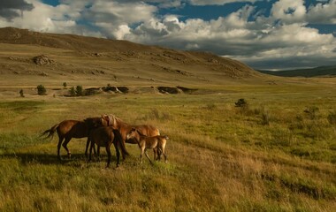 A herd of wild horses graze on a sunny day, in an open area, Olkhon Island, Lake Baikal. Screensaver, wallpaper, background, postcard.