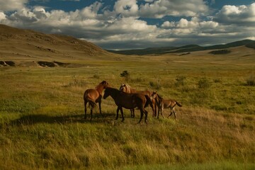 A herd of wild horses graze on a sunny day, in an open area, Olkhon Island, Lake Baikal. Screensaver, wallpaper, background, postcard.