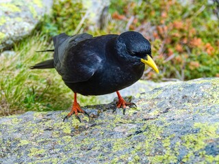 black raven on a rock