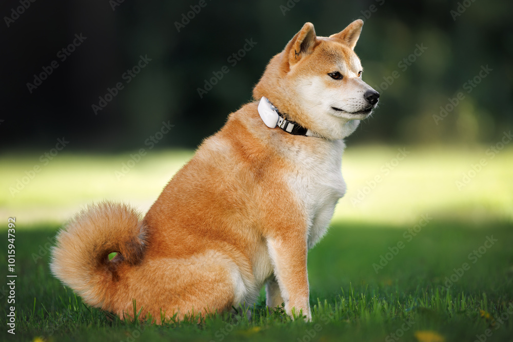 Sticker cute shiba inu dog posing in a park in a collar with gps tracker