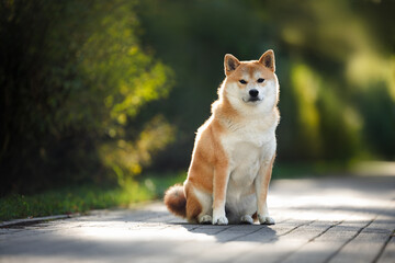 cute shiba inu dog sitting in the park