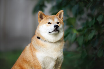 shiba inu dog portrait in a collar outdoors