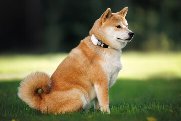 cute shiba inu dog posing in a park in a collar with gps tracker