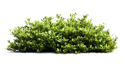 Obraz premium bush png element set on isolated on white background, text area, png