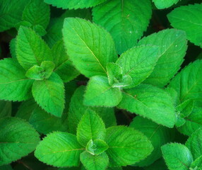 Mint Leaves Fresh Green Close-Up Vibrant Natural Plant Photography