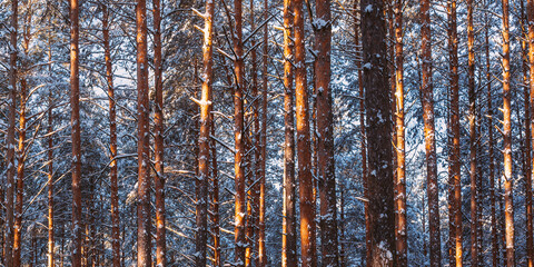 Trunks And Branches Of Pine Trees Covered With Frost And Snow. Winter Forest Background