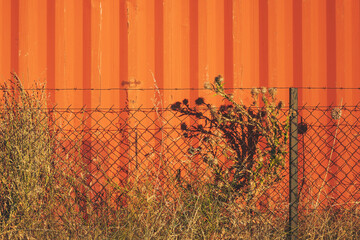 Dry thistle plant behind the chainlink fence