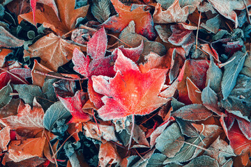 Frozen leaves on the ground in frosty winter morning, colorful autumnal foliage as background