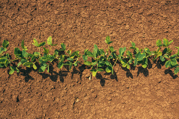 Top view of soybean seedlings in field