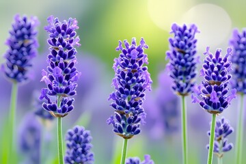 Gentle Lavender Flowers on a Soft Purple Background