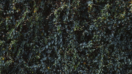 Leaves Dense Front View Deep Green Natural Lush Foliage Nature