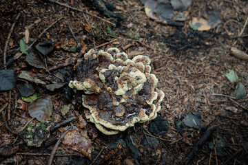 mushrooms in the forest