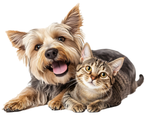 A cute and playful mixed breed terrier dog and a tabby cat laying together with happy expressions. Extracted on transparent background.