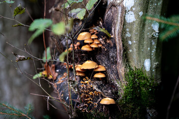 mushrooms on the tree