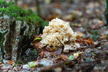 mushrooms on a tree