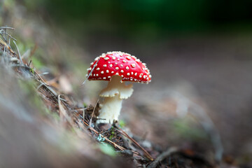 amanita muscaria fly mushroom
