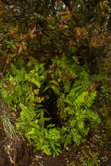 A hole leading to an aquifer producing vapor surrounded by green plants
