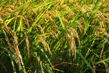 A field of golden rice with evening sun