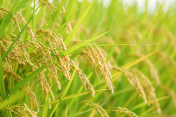 A field of golden rice with evening sun