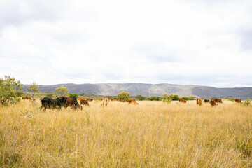 Obraz premium Cattle grazing in an open pasture in the countryside 