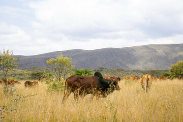 Cattle grazing in an open pasture in the countryside 