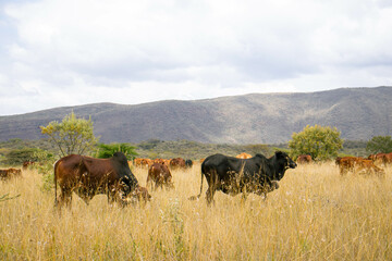Cattle grazing in an open pasture in the countryside 